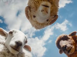 The Sheep Detectives Hugh Jackman Trailer SpicyPulp