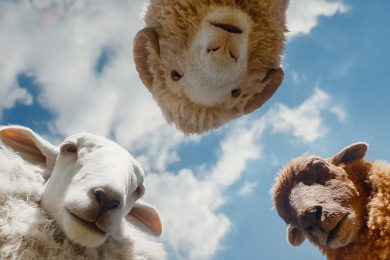The Sheep Detectives Hugh Jackman Trailer SpicyPulp